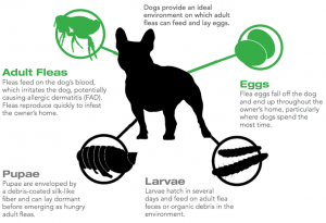 rug doctor for fleas